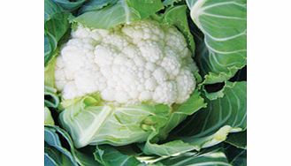 Unbranded Cauliflower Seeds - Successional Harvest Mix F1