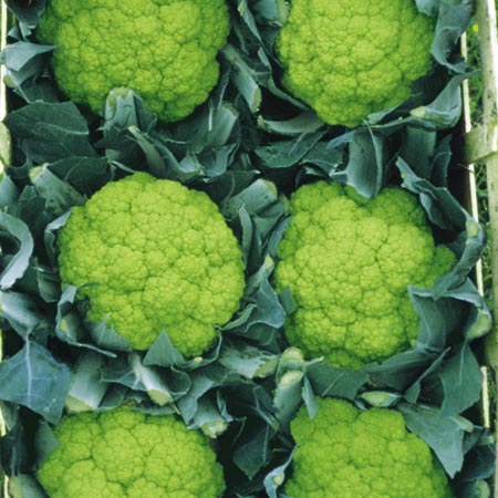 Unbranded Cauliflower Trevi F1 Plants Pack of 16 Plug Plants
