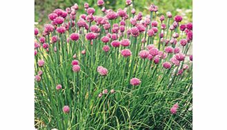 Unbranded Chives Seeds