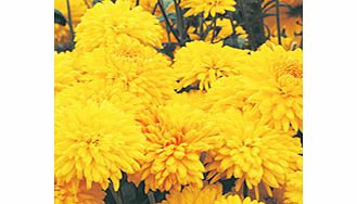 Unbranded Chrysanthemum Spray Plants - Collection