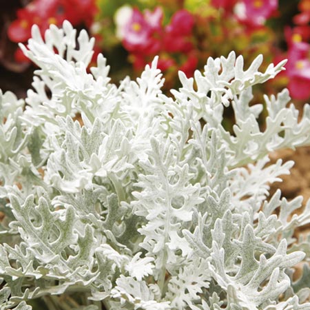 Unbranded Cineraria Maritima Silverdust Plants Pack of 150