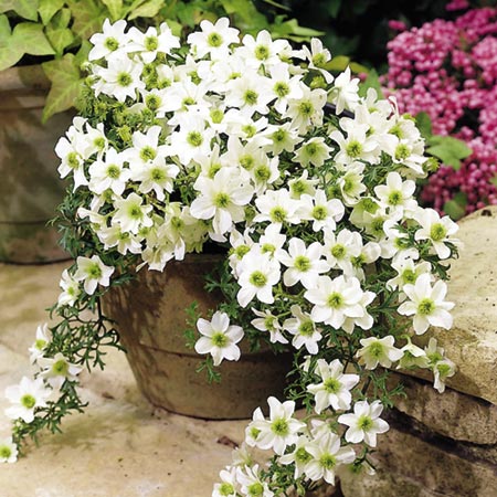 Unbranded Clematis Snow Valley Pack of 1 Plant