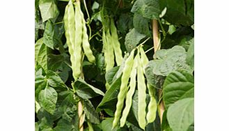 Unbranded Climbing French Bean Algarve Seeds
