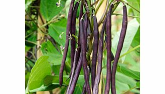Unbranded Climbing French Bean Seed - Carminat