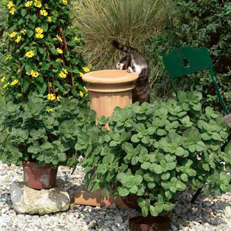 Unbranded Coleus Canina - Scaredy Cat Plants Pack of 5 Pot