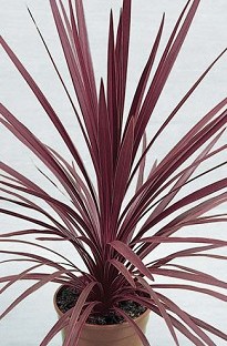 Unbranded Cordyline Red Star (New Zealand Cabbage Palm) x 5 plants
