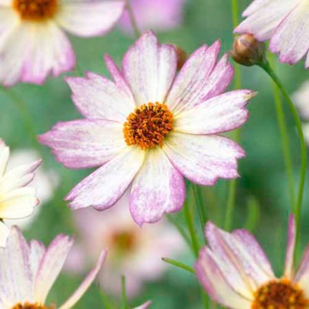 Unbranded Coreopsis Bachata 1 Plant