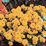 Unbranded Coreopsis Early Sunrise Seeds