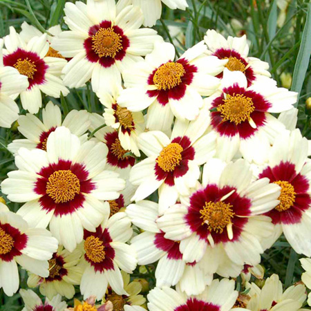 Unbranded Coreopsis Snowberry Plants Pack of 3 Potted Plants