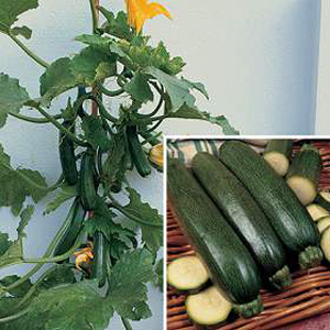 Unbranded Courgette Black Forest F1 Seeds