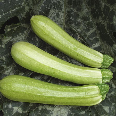 Unbranded Courgette Cavili F1 Seeds 6 Seeds