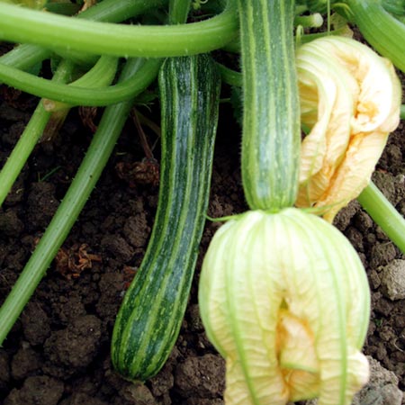 Unbranded Courgette San Pasquale Seeds 18 Seeds