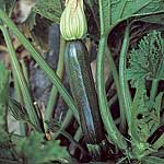 Unbranded Courgette Supremo F1 Seeds