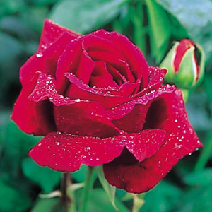 Unbranded Crimson Glory - Climbing Rose