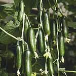 Unbranded Cucumber Cucino F1 Seeds 434849.htm