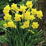 Unbranded Daffodil Miniature Collection