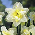 Unbranded Daffodil White Lion