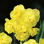 Unbranded Daffodil Yellow Cheerfulness