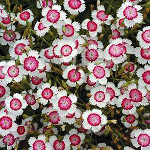 Unbranded Dianthus Arctic Fire Seeds