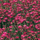 Unbranded Dianthus Maiden Pink Brilliancy Seeds