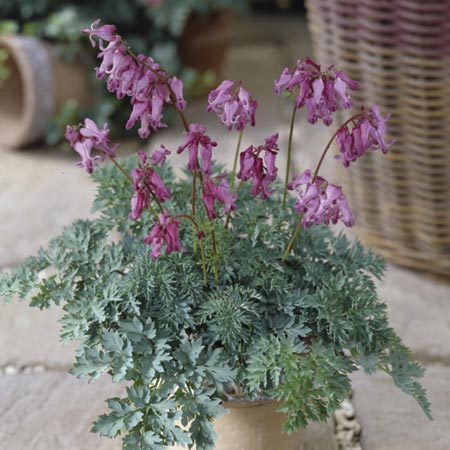 Unbranded Dicentra Hearts Collection Pack of 3 Pot Ready