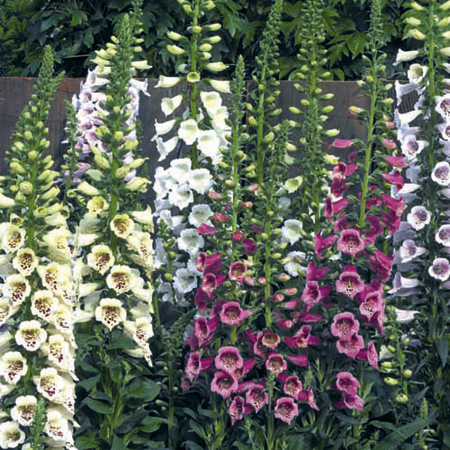 Unbranded Digitalis Camelot Mixed Plants Pack of 16 Plug