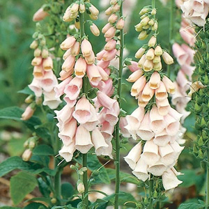 Unbranded Digitalis Suttons Apricot Seeds
