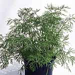 Unbranded Dill Bouquet Seeds