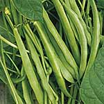 Unbranded Dwarf French Bean Masterpiece Seeds 430920.htm