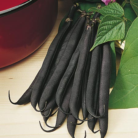 Unbranded Dwarf French Bean Purple Teepee Seeds Average