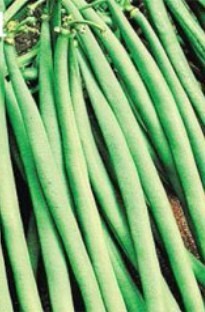 Unbranded Dwarf French Beans x 5 young plants