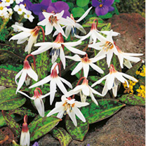 Unbranded Erythronium dens-canis Bare Roots - White Beauty