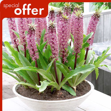 Unbranded Eucomis Twinkle Stars Plants Pack of 2 Bare Root