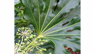 Unbranded Fatsia Plant - Japonica