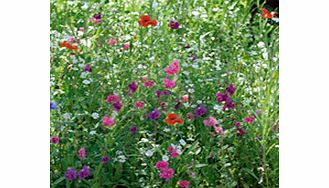 Unbranded Flowering Mixture Seeds - Shade Mix
