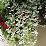 Unbranded Foliage Collection Plants