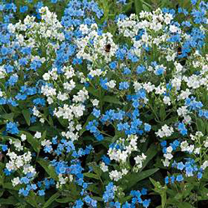 Unbranded Forget-Me-Not Chinese Chill Out Seeds