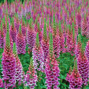 Unbranded Foxglove Candy Mountain Seeds