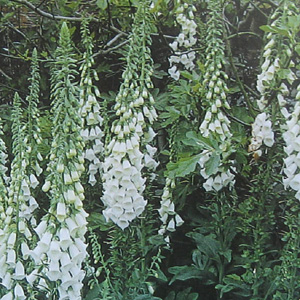 Unbranded Foxglove White Seeds