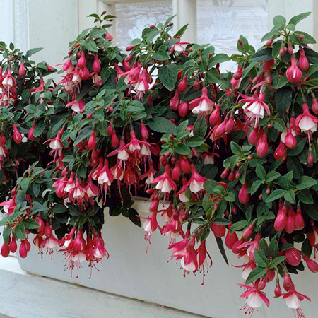 Unbranded Fuchsia Hardy Varieties Plant Collection Pack of