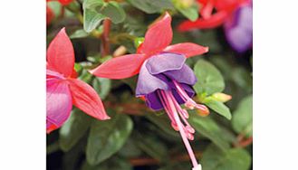 Unbranded Fuchsia Standard Plants - Collection