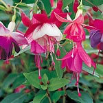 Unbranded Fuchsia Trailing Collection Plants 457011.htm