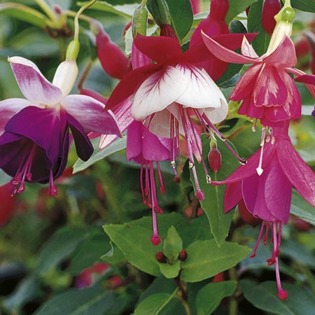 Unbranded Fuchsia Upright Plant Collection Pack of 5 Pot