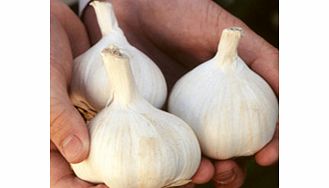Unbranded Garlic Bulbs - Printanor