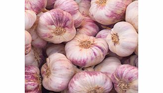 Unbranded Garlic Bulbs - Purple Wight
