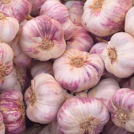 Unbranded Garlic Purple Wight 2 Bulbs