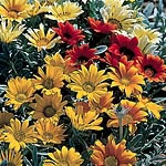 Unbranded Gazania Talent Mixed Seeds 421108.htm