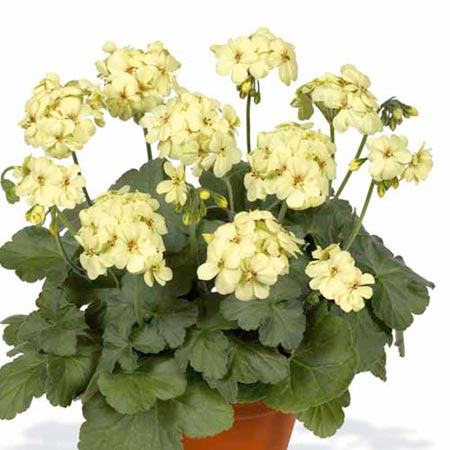 Unbranded Geranium First Yellow Plants Pack of 3 Pot Ready