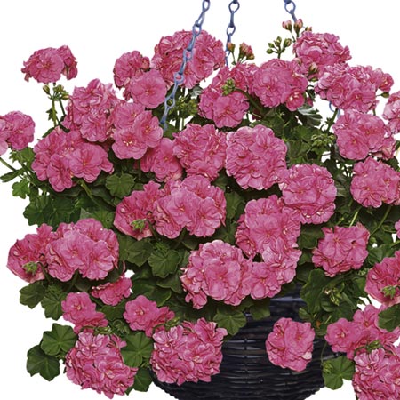 Unbranded Geranium Trailing Collection Plants Pack of 10