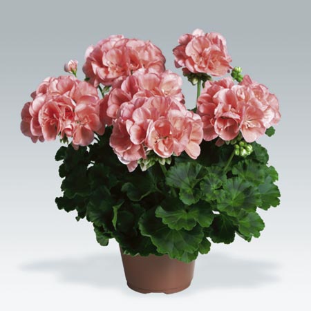 Unbranded Geranium Zonal Plant Collection Pack of 10 Pot